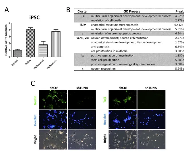 Figure 6 - Tuna est impliqué dans le contrôle de la pluripotence et de la différenciation neuronale des mESCs