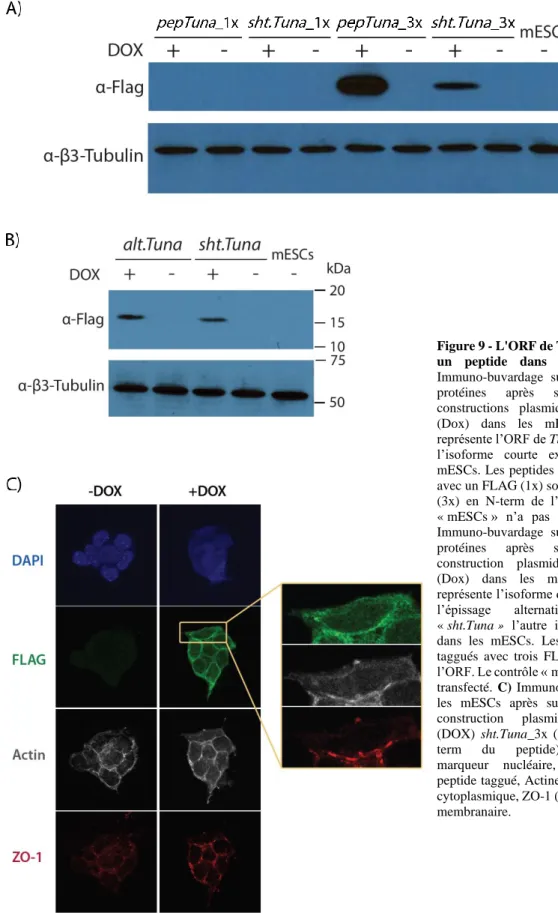 Figure 9 - L'ORF de Tuna encode pour  un  peptide  dans  les  mESCs.  A)  Immuno-buvardage  sur  extrait  total  de  protéines  après  surexpression  de  constructions  plasmidiques  inductibles  (Dox)  dans  les  mESCs