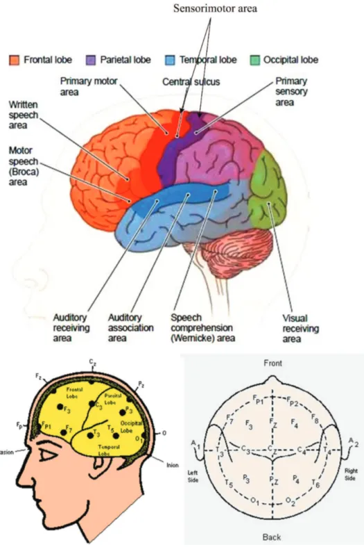 Fig. 4.4: Brain functional areas and their corresponding standard EEG recording posi- posi-tions.