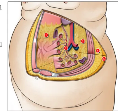 Figure 5 : Représentation anatomique des principaux dépôts de tissu adipeux abdominal 