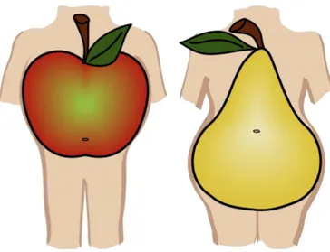 Figure 6 : Représentation visuelle de l’obésité de type androïde et gynoïde 