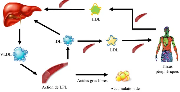 Figure 12 : Transport du cholestérol endogène et rôle des lipoprotéines lipases 