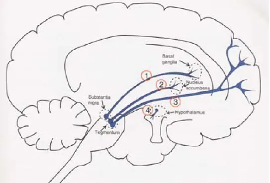 Figure  1 :  Voies  dopaminergiques  cérébrales  impliquées  dans  les  symptômes  de  la 