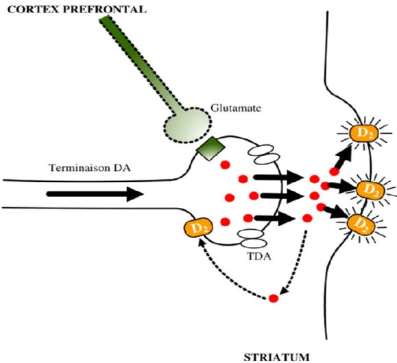 Figure  2 :  Activité  de  type  phasique  en  condition  schizophrénique.  Diminution  de  la 