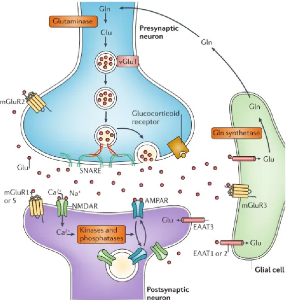 Figure 3 : La synapse tripartite du glutamate. Dans le neurone la synthèse de glutamate (Glu) 