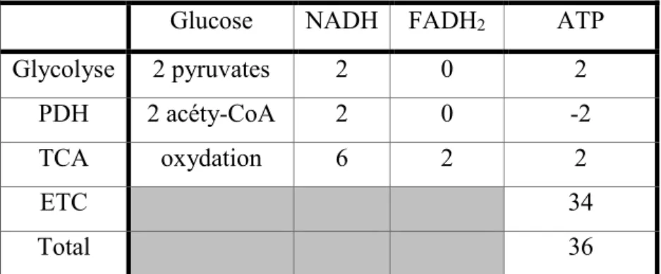 Tableau 2 : Bilan énergétique de la respiration aérobie. 