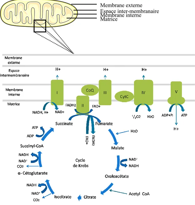 Figure  7 :  Schéma  de  la  mitochondrie  et  de  la  respiration  mitochondriale  physiologique