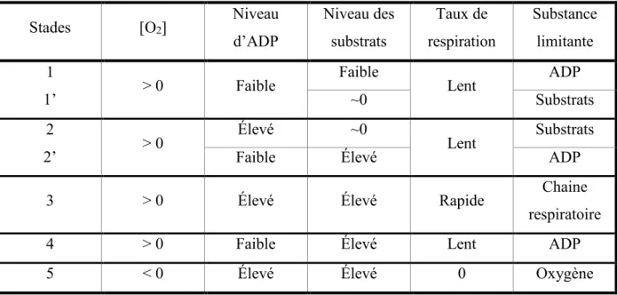Tableau 3 : Stades de la respiration des mitochondries isolées. Différents stades de respiration  de 1 à 5 selon la définition originale de Chance et Williams