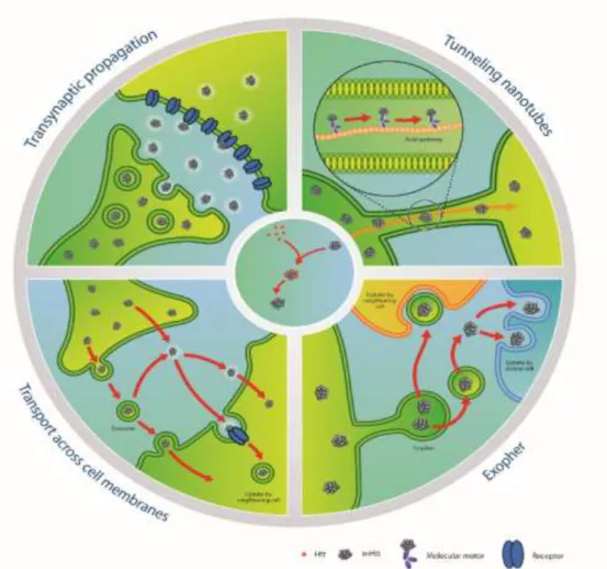 Figure  4.  Putative  mechanisms  of  mHTT  spreading  and  seeding  capacities.  Left  upper  panel:  illustration  of  propagation  of 
