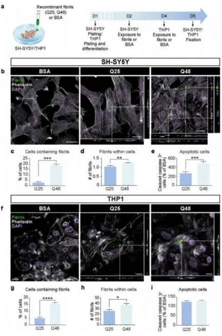 Figure 2-1. Uptake of fibrillar HTTExon1Q25 and Q48 by different cell types