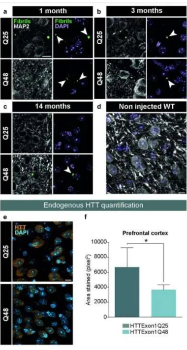 Figure 2-4. Post-mortem identification of HTTExon1Q25 and Q48 fibrils in adult WT mice   