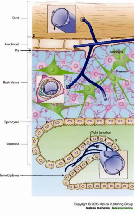 Figure  3  Locatio n  of  barrier  s ites  in  the  CNS .  Ba rri e rs  are  pre sent a t  three  m a in  s it es:  t h e  bra in  endothe l ium  fo rming th e  b l ood- brai n  barrie r  (BBB)  ( 1 ) ,  the  arachnoid  e pit h elium  (2)  forming  the  mi