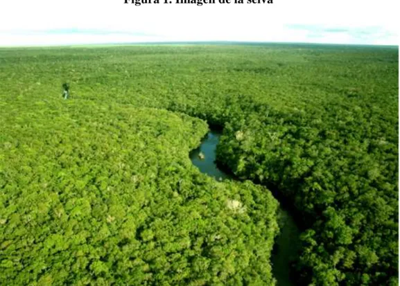 Figura 1. Imagen de la selva 