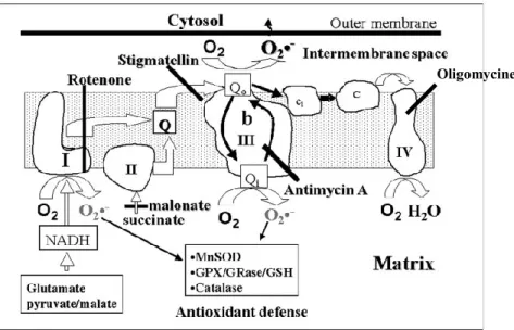 Figure 9.  Portrait de la chaine de transport des électrons avec les sites de 