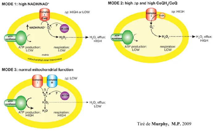 Figure 10.  Mécanismes chez la mitochondrie qui mènent à la production de  