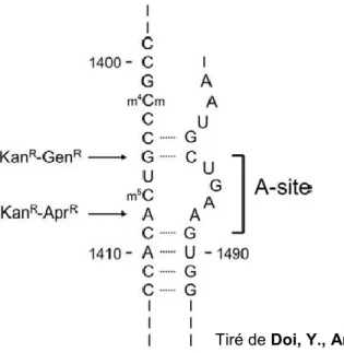 Figure 13. Sites de mutation de certains résistants aux aminoglycosides 