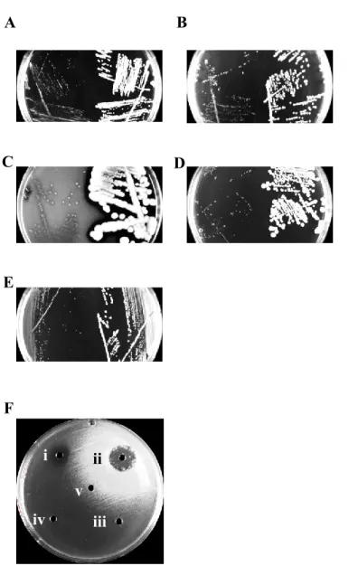 Fig. 2. Typical colony sizes for SCV and protocipic strains (left and right sides of the plates, 
