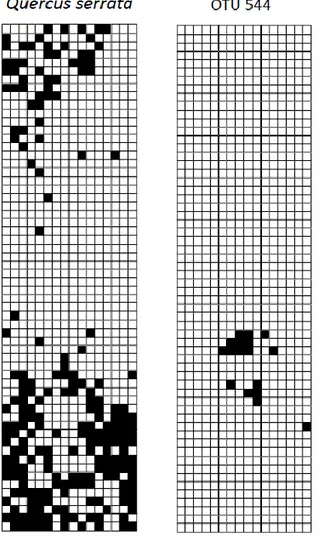 Figure  4.  Examples  of  species  that  had  clearly  and  significantly  aggregated  spatial  distributions  (i.e