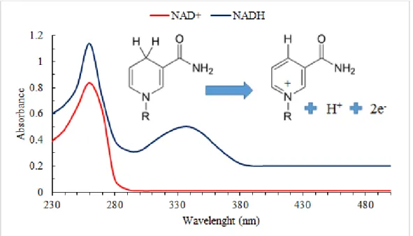 Figure 7: NADH absorption spectra for the reduced (blue line, top left) and the oxidized form NAD+ 