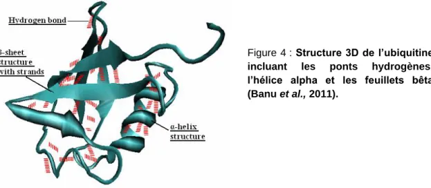 Figure 4 :  Structure 3D de l’ubiquitine 
