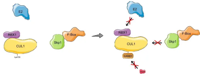 Figure 9 :  Inhibition de l’assemblage du complexe SCF par CAND1. 1