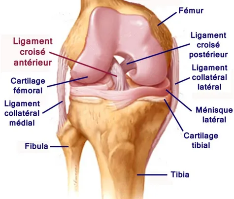 Figure 1 : Structures a natomiques de l’articulation du genou gauche. 