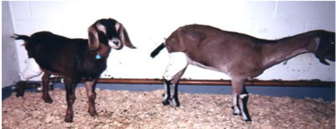 Figure 3 : Deux chèvres greffées avec un substitut du LCA depuis 1 semaine. 