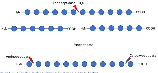 Figure 1-11  Différentes familles d’enzyme en fonction de leur mode d’action.