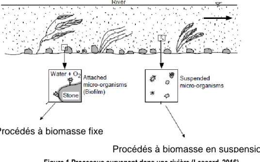 Figure 1 Processus survenant dans une rivière (Lessard, 2016) 