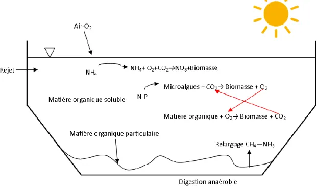 Figure 2 Processus naturel survenant dans une rivière (adaptée de Lessard 2016) 