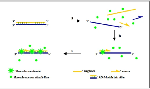 Figure  8 :  Agent  SYBR ® -Green  se  liant  à  l’ADN  double  brin.  (a)  Durant  la  dénaturation,  le  SYBR ® -  Green libre exhibe peu de fluorescence