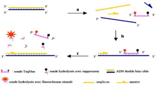 Figure    10 :  Hydrolyse  de  la  sonde  Taqman ®   (a)  Durant  l’étape  de  dénaturation,  la  sonde  est  libre  en 