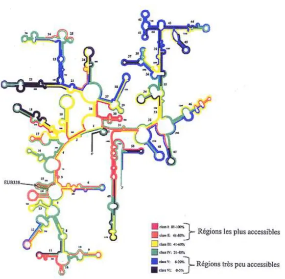 Figure 11 : Structure secondaire et variabilité de la molécule d’ARNr 16S chez E. coli (Van de Peer et al.,  1996)
