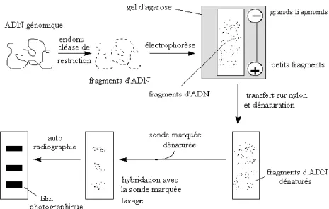 Figure 15 : Principe de la T-RFLP : Les séquences d’ADN amplifiées sont digérées par des enzymes de  restriction et les fragments de différentes longueurs sont séparés par électrophorèse sur gel d’agarose ou  gel  d’acrylamide  non  dénaturant