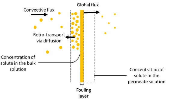 Figure  1.4:  Schematic  representation  of  concentration  polarization  and  fouling  during  pressure  driven  membrane separation processes (Adapted and modified from [46])
