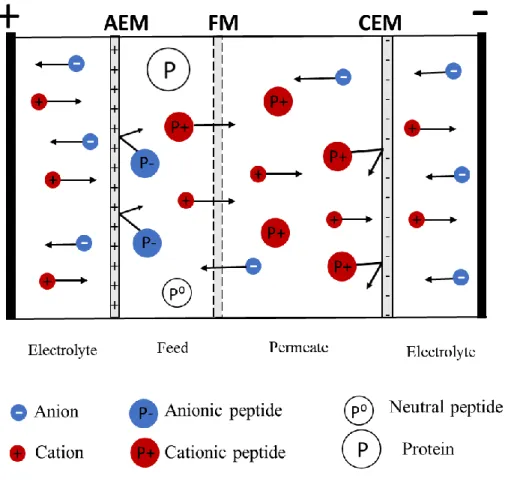Figure 1.5: Configuration and principle of EMF for selective transport of positively charged peptides (cationic  peptides) when an electric field is applied across the flat-sheet membranes