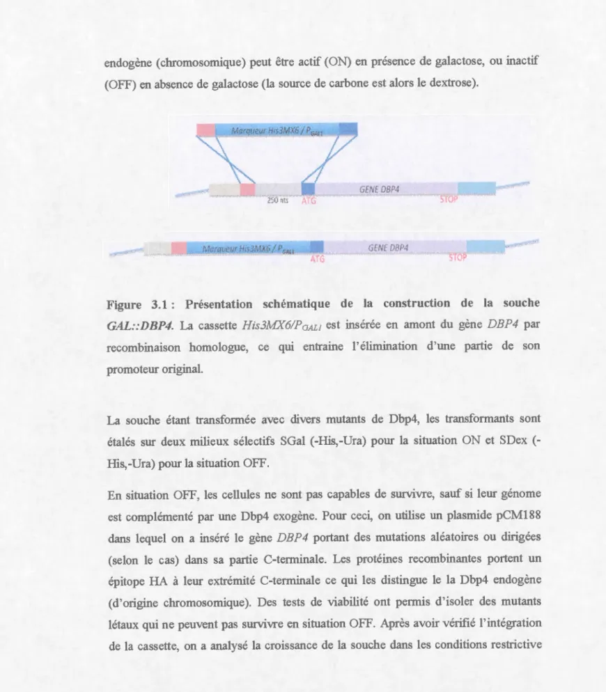 Figure  3.1  :  Présentation  schématique  de  la  construction  de  la  souche 