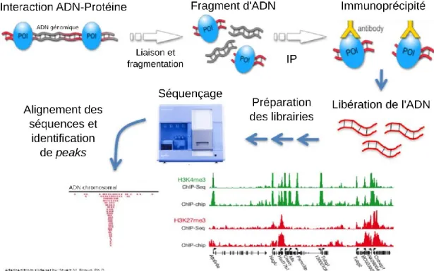 Figure 2. Schématisation des étapes d’une expérience de ChIP-Seq.  