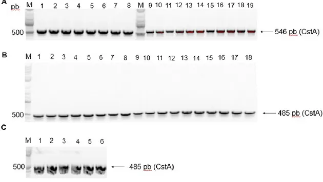 Figure 2. PCR detection of the gene coding for CstA in Campylobacter species. 