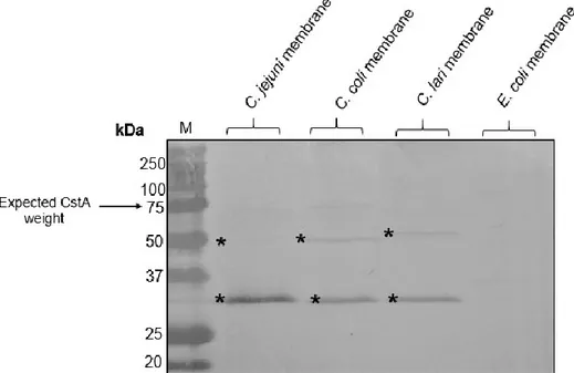 Figure  5.    Western  blot  analysis  of  reaction  of  C.  jejuni  ATCC  33292,  C.  coli 