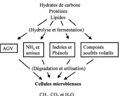 Figure 2. Production et utilisation des composes odorants en condition anaerobic  D'apres Mackie et al