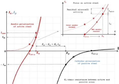 Figure 1.8 : Illustration de la polarisation entre une zone active et passive d’une  macropile à l’état 1D (Laurens et coll., 2016) 