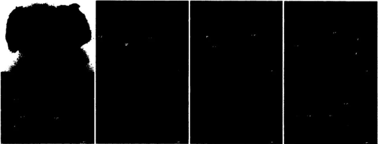 Figure 2:  Photos of the studied fiber blend made from  recycled carpet.  The optical  microscope images are for a  magnification o f 20x