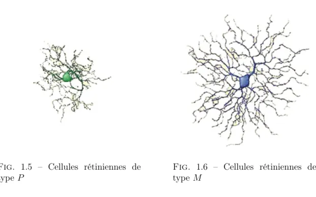 Fig. 1.5 – Cellules rétiniennes de type P