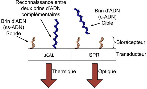 Figure 1.9 Concept final du biocapteur avec le bioréception constitué de brins d'ADN et deux transducteurs 