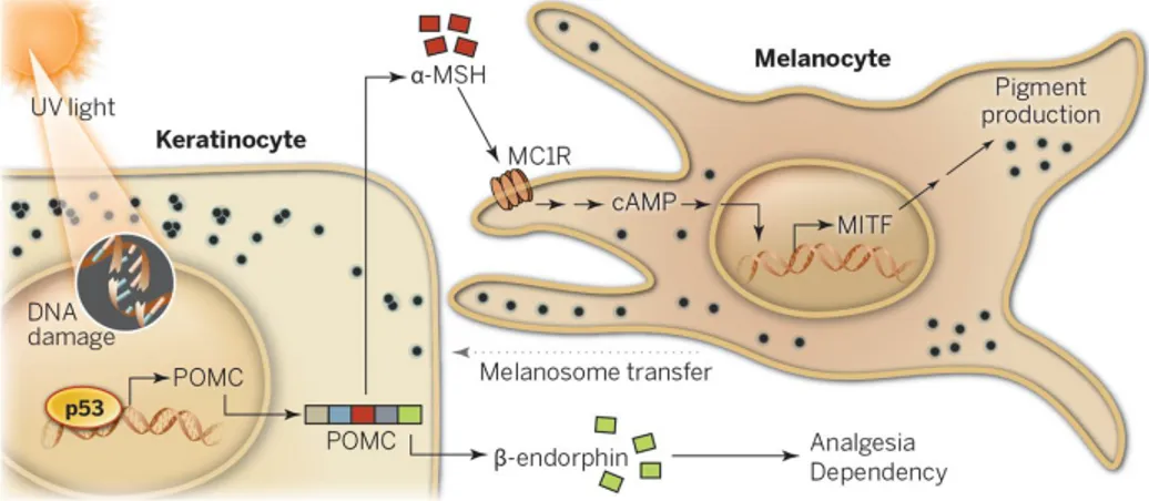 Figure  2.  Interaction  entre  les  kératinocytes  et  les  mélanocytes  suite  à  une  exposition  solaire