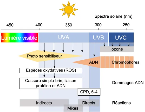 Figure 7 : Types de dommages à l’ADN causés par les rayons UV. Les rayons UVA, UVB et UVC sont tous 