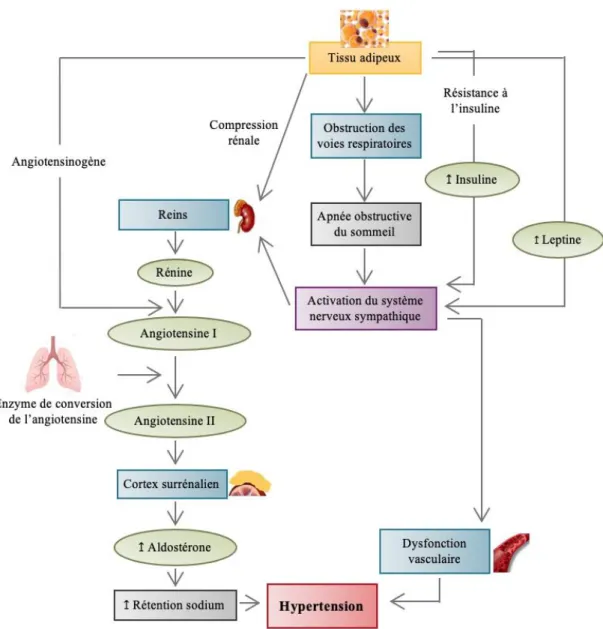 Figure 5. Physiopathologie de l’hypertension artérielle en obésité