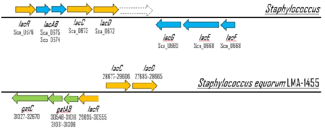 Figure 4.  Illustration of the general genetic organization of the genes involved in the tagatose-6-phosphate 