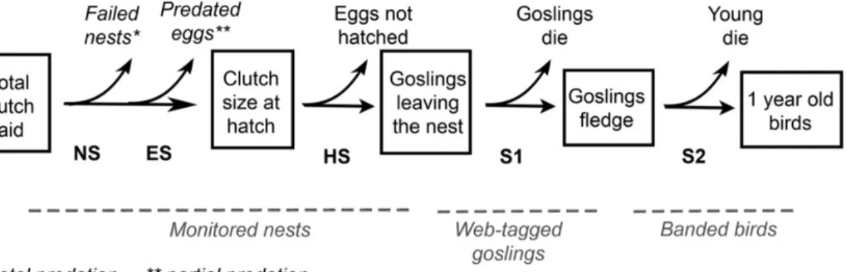 Figure 1.1 Reproductive success components of greater snow geese from egg-laying until 
